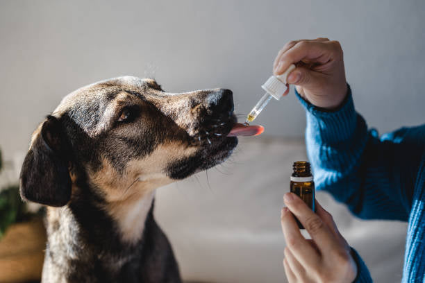 Holistic Pet Health