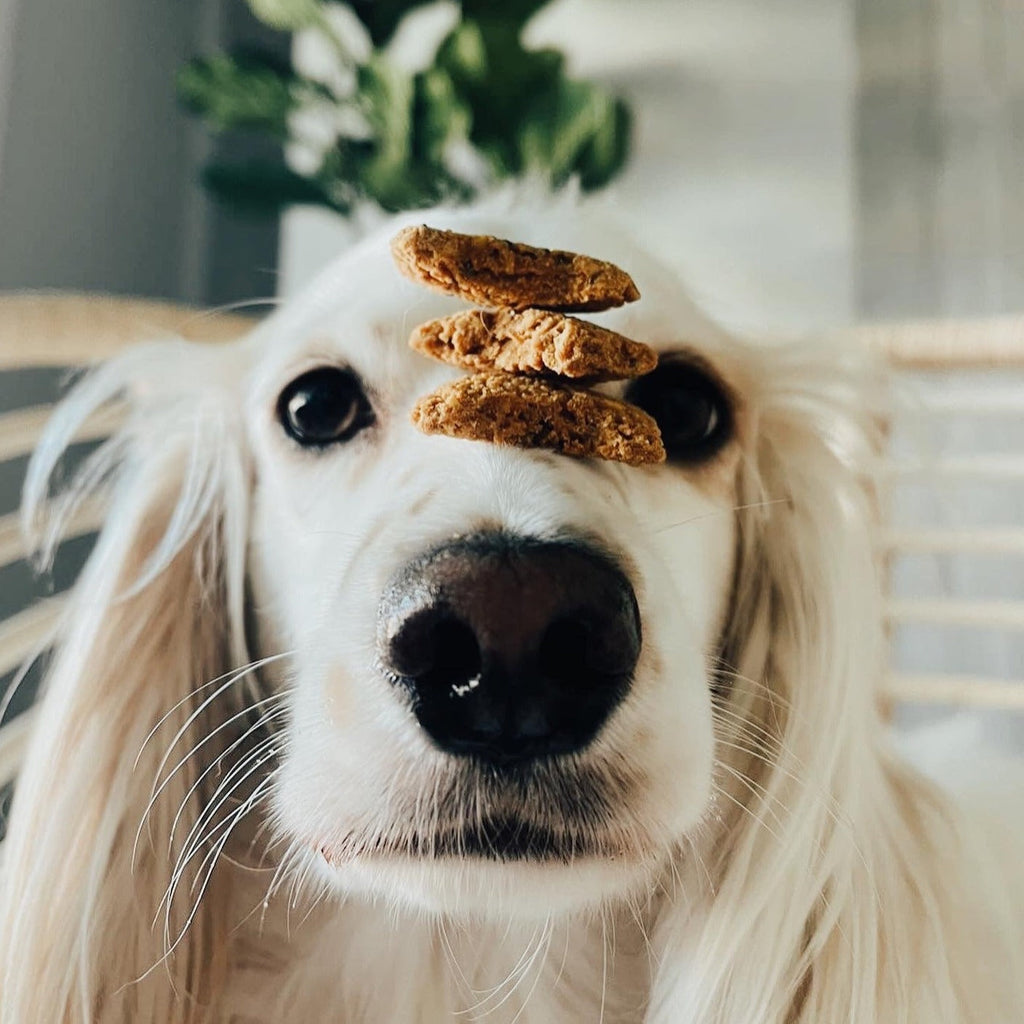 Balance + Calm | Calming Plant-Based Dog Treats for Anxiety with Ashwagandha