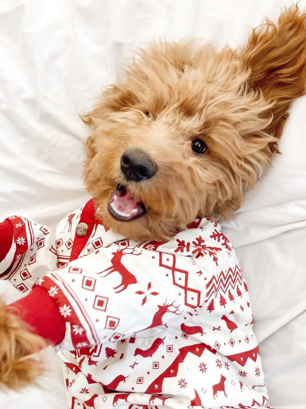Festive Fam Holiday Pajama (Dog & Kids)