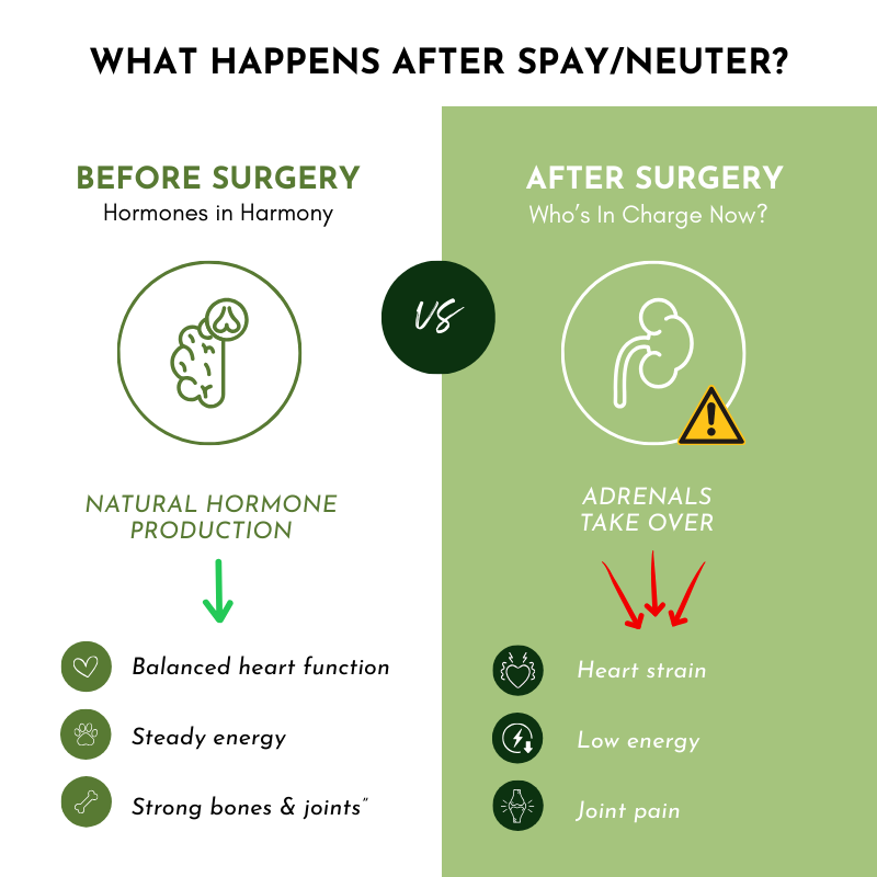 PRE-ORDER Holistic Total Body Support – Multivitamin & Glandular Support for Dogs and Cats