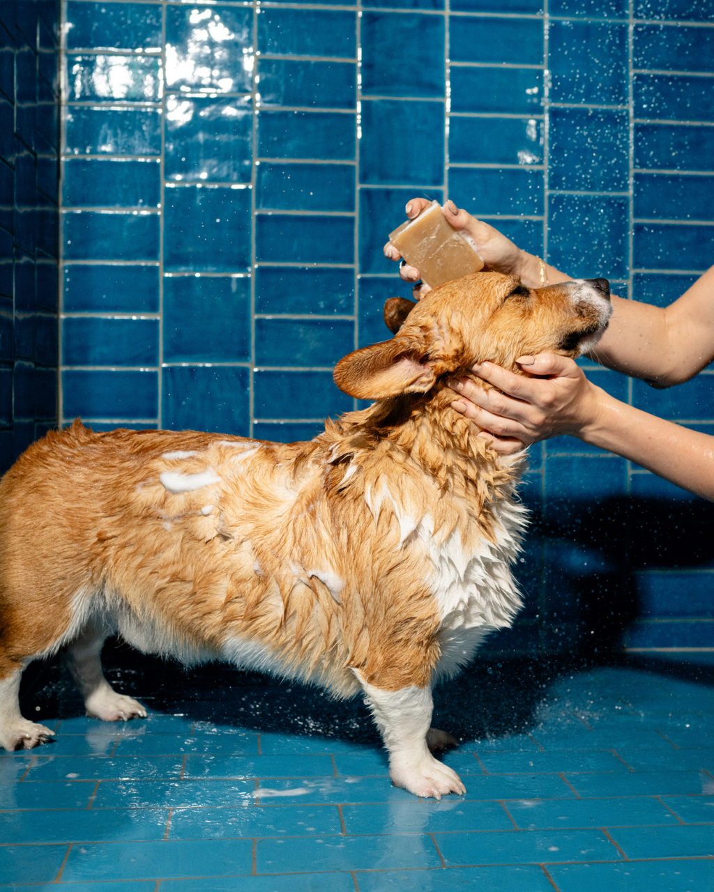Nourishing Dog Shampoo Bar
