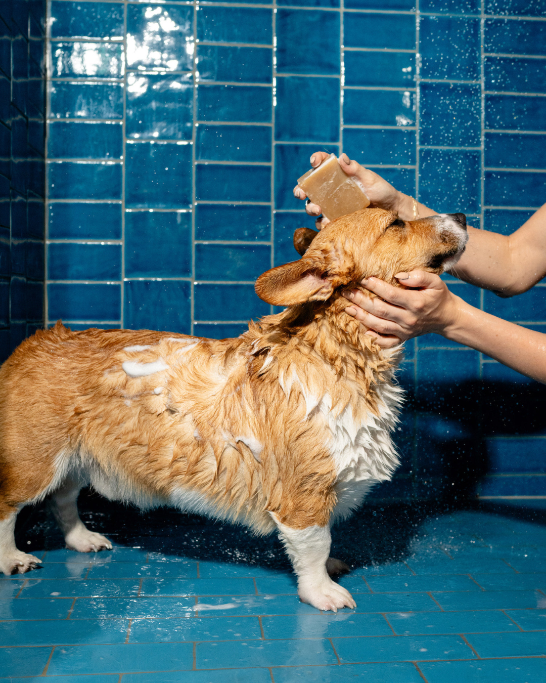 Nourishing Dog Shampoo Bar