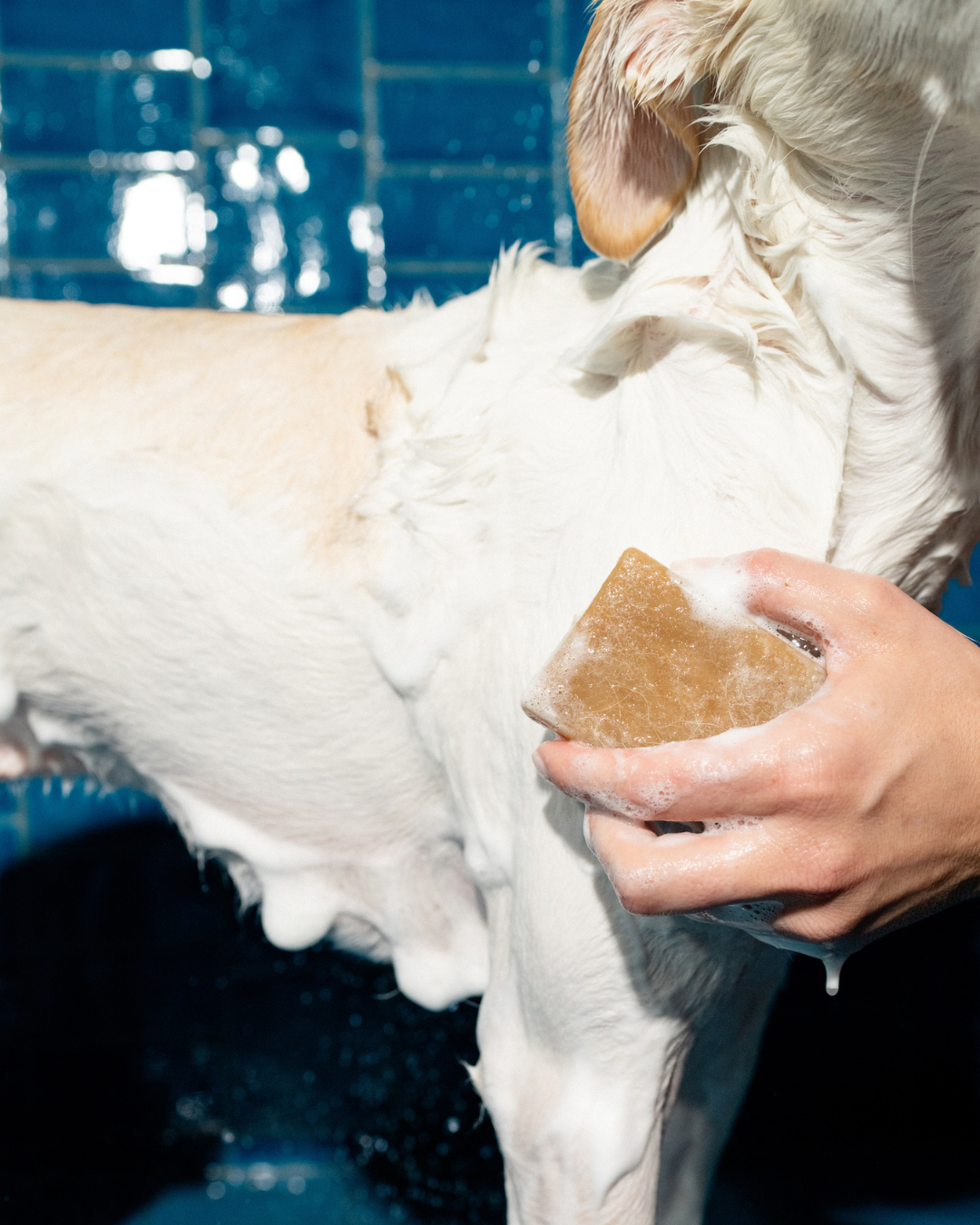 Nourishing Dog Shampoo Bar