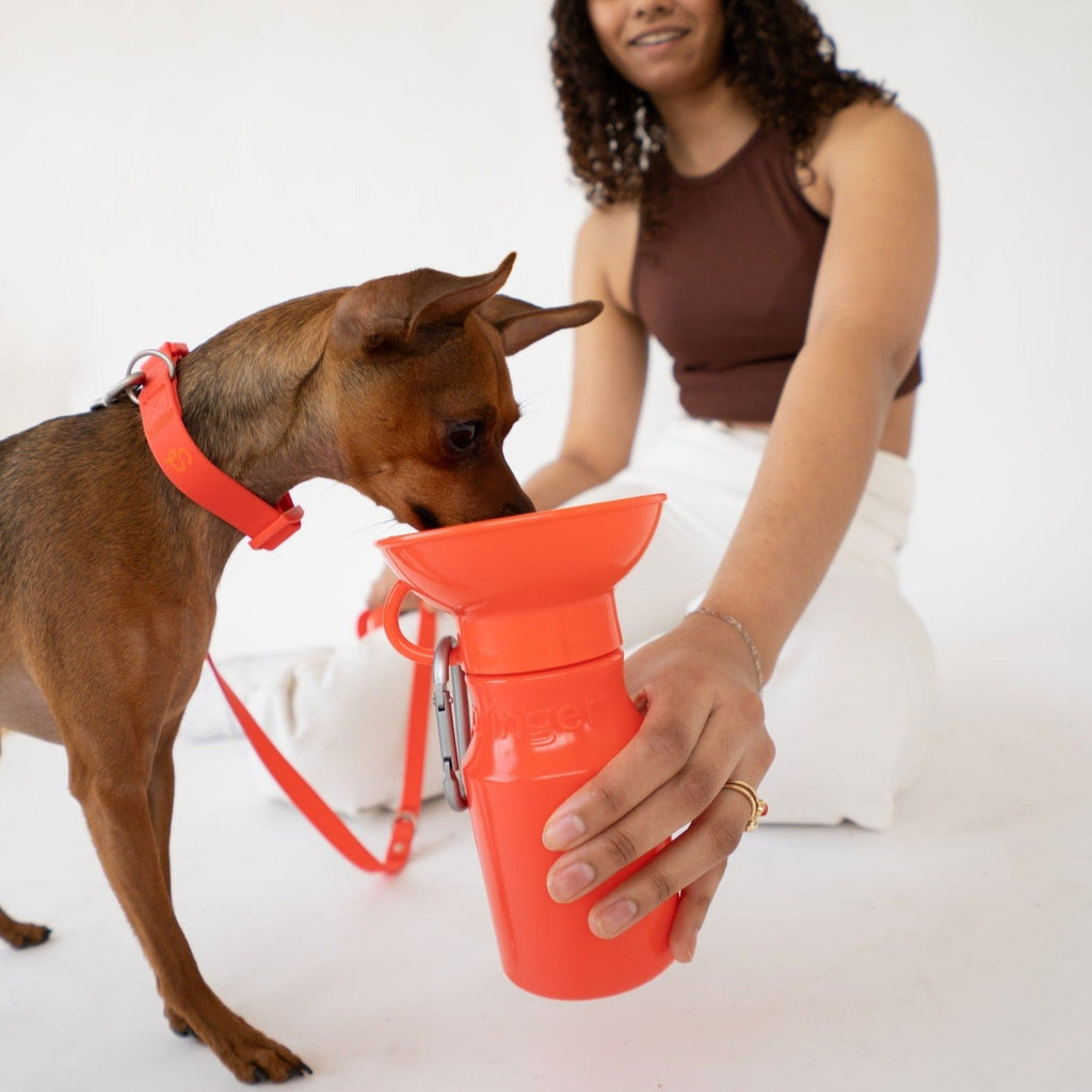 15oz Original Dog Travel Water Bottle