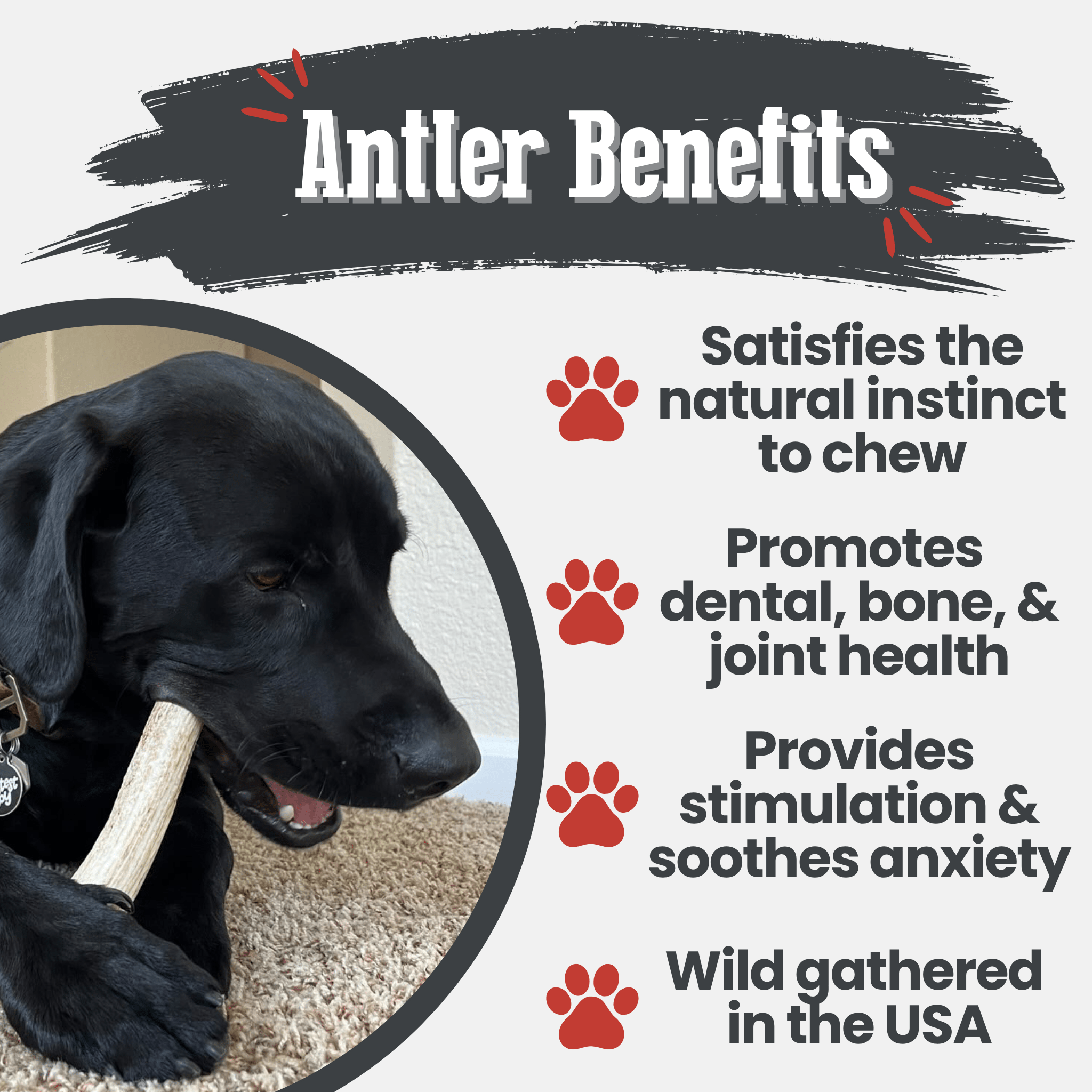 Elk Antler Dog Chews | All-Natural Whole and Split Elk Antler Chews for Dogs