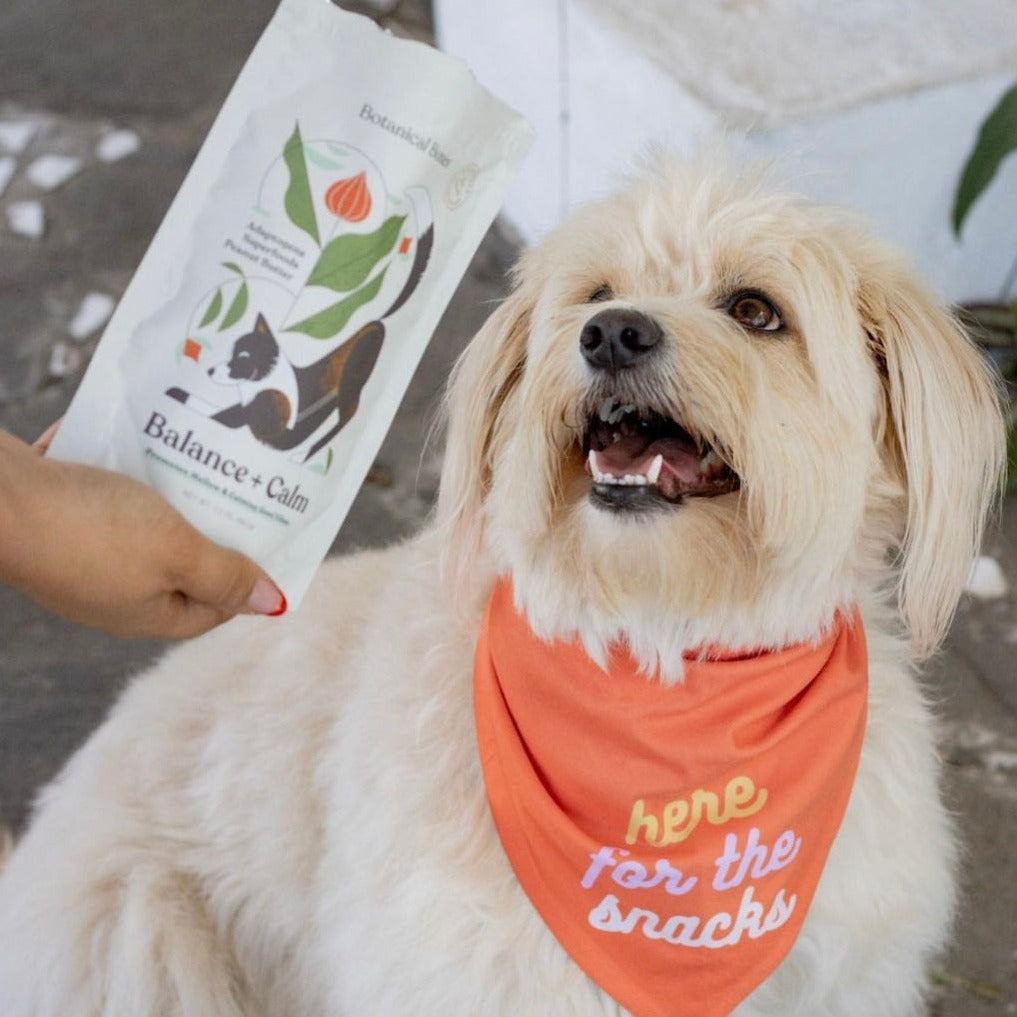 Balance + Calm | Calming Plant-Based Dog Treats for Anxiety with Ashwagandha