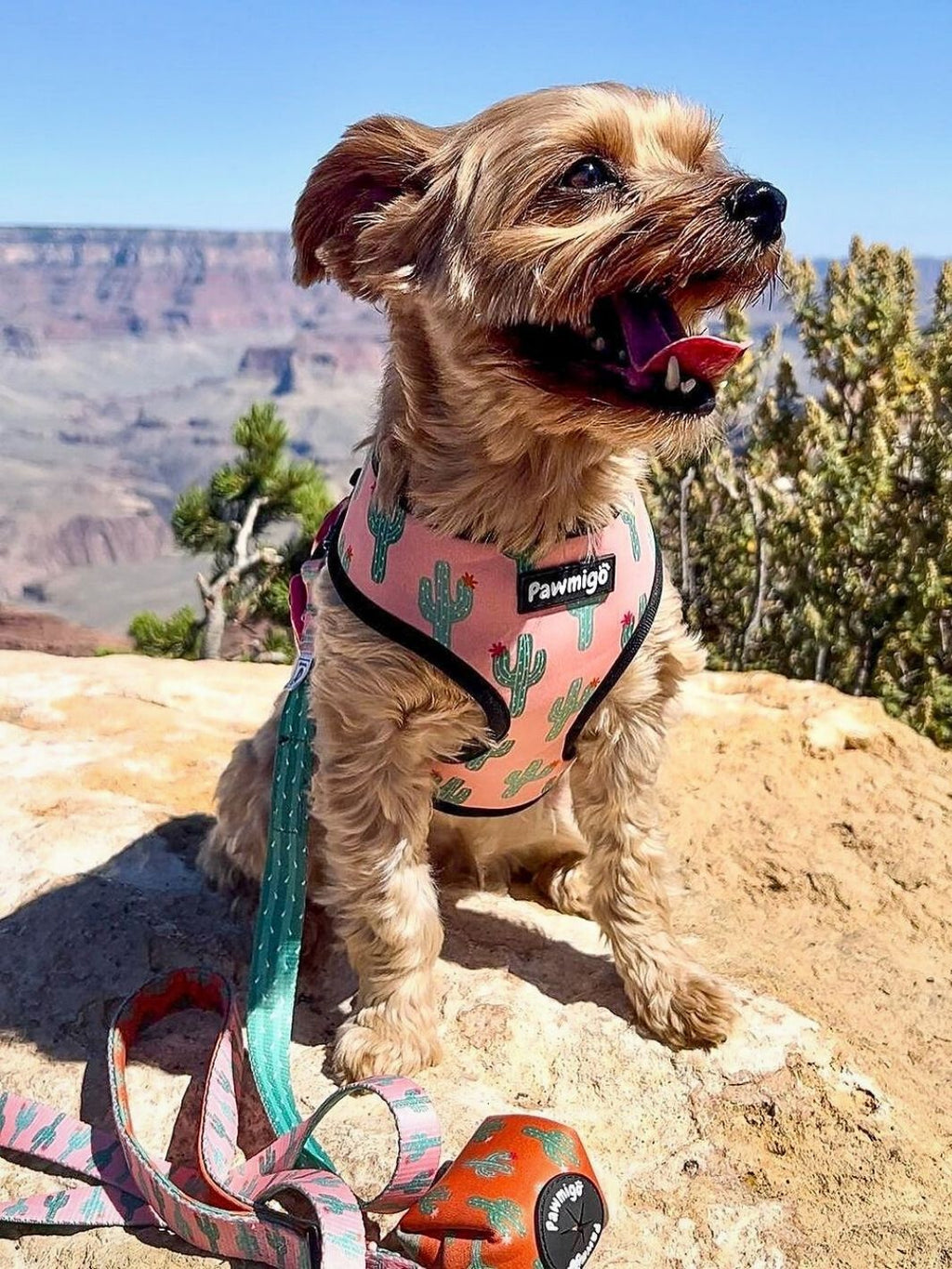 Succa For You Leash Kit