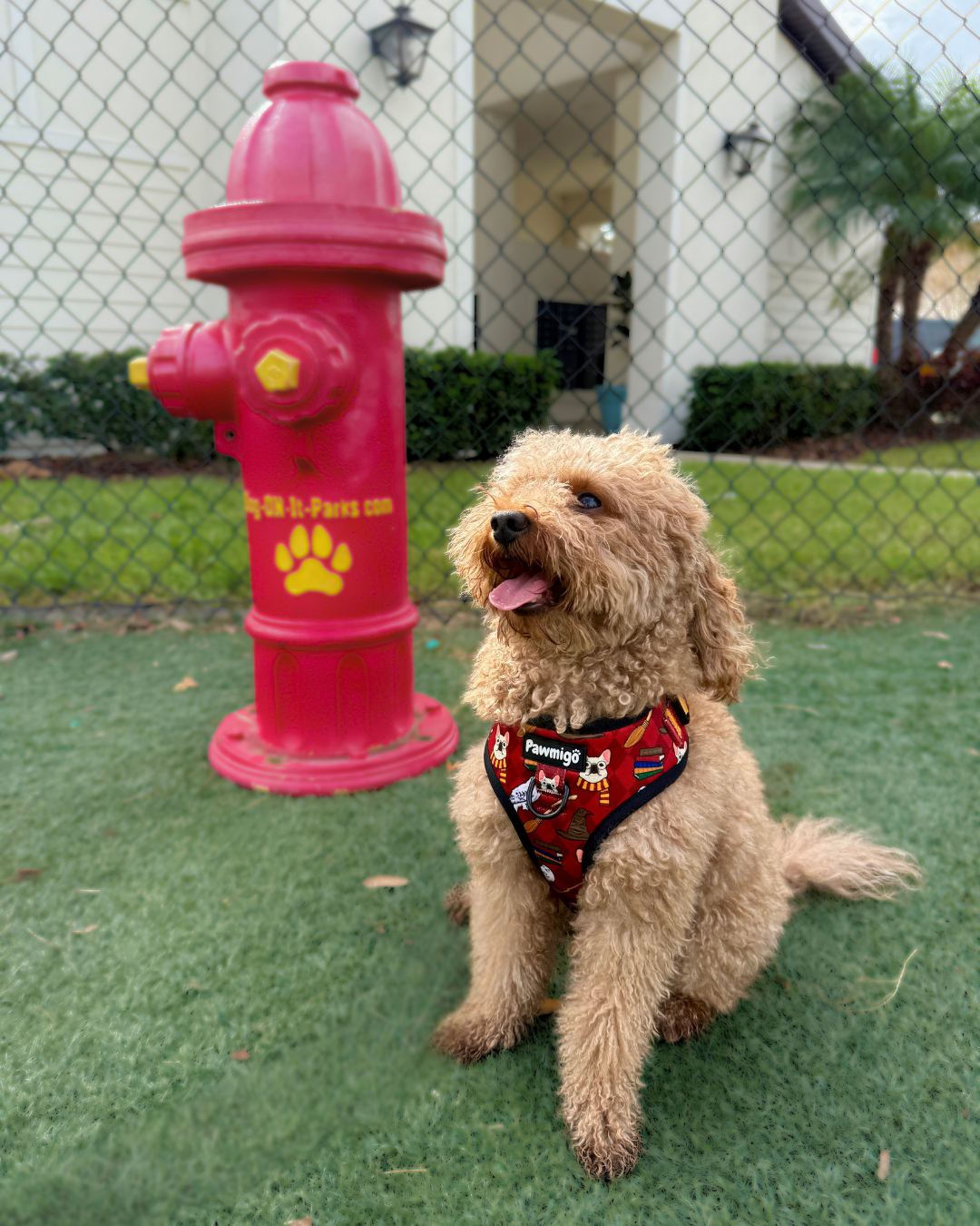 Pawgwarts Everyday Adjustable No-Pull Dog Harness