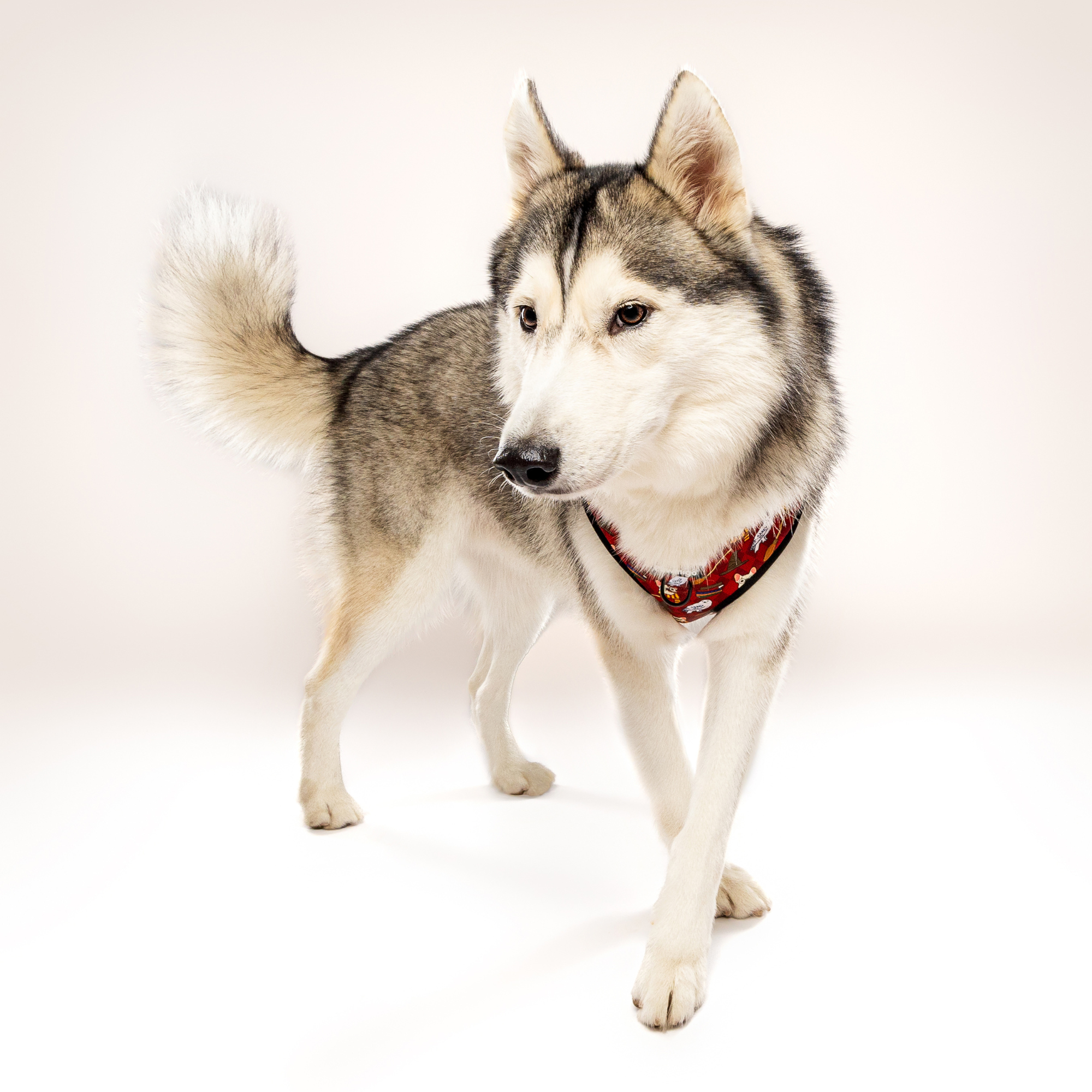 Pawgwarts Everyday Adjustable No-Pull Dog Harness