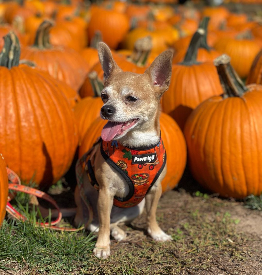 Pupkin Patch Reversible Harness - Pawmigo