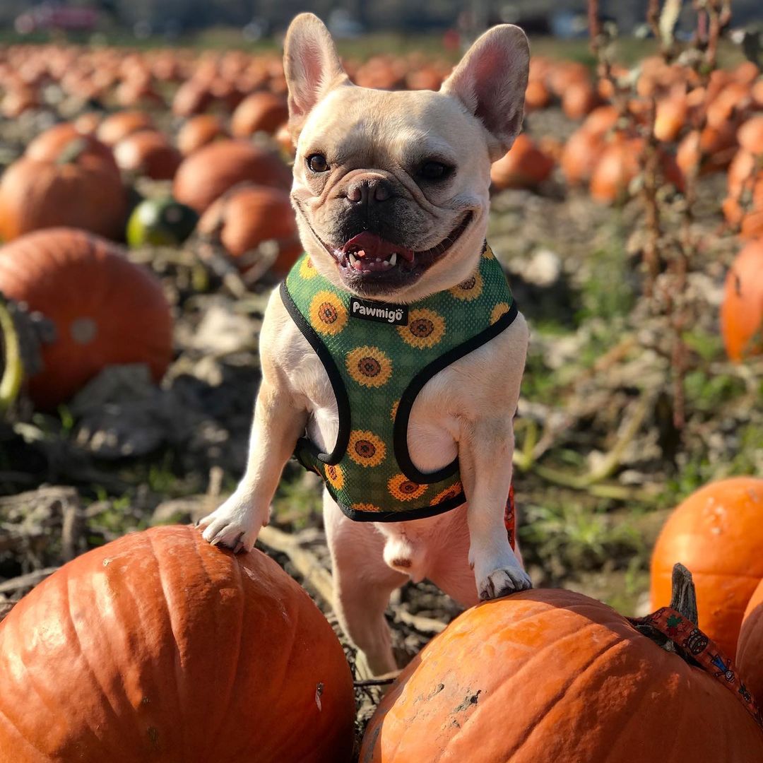 Pupkin Patch Reversible Harness - Pawmigo