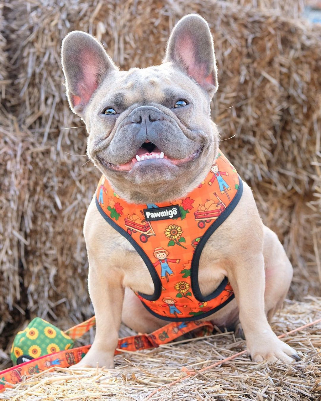 Pupkin Patch Reversible Harness - Pawmigo