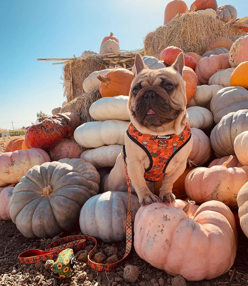 Pupkin Patch Reversible Harness - Pawmigo
