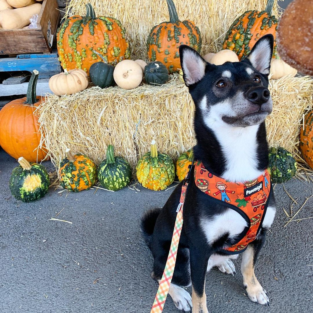 Pupkin Patch Reversible Harness - Pawmigo