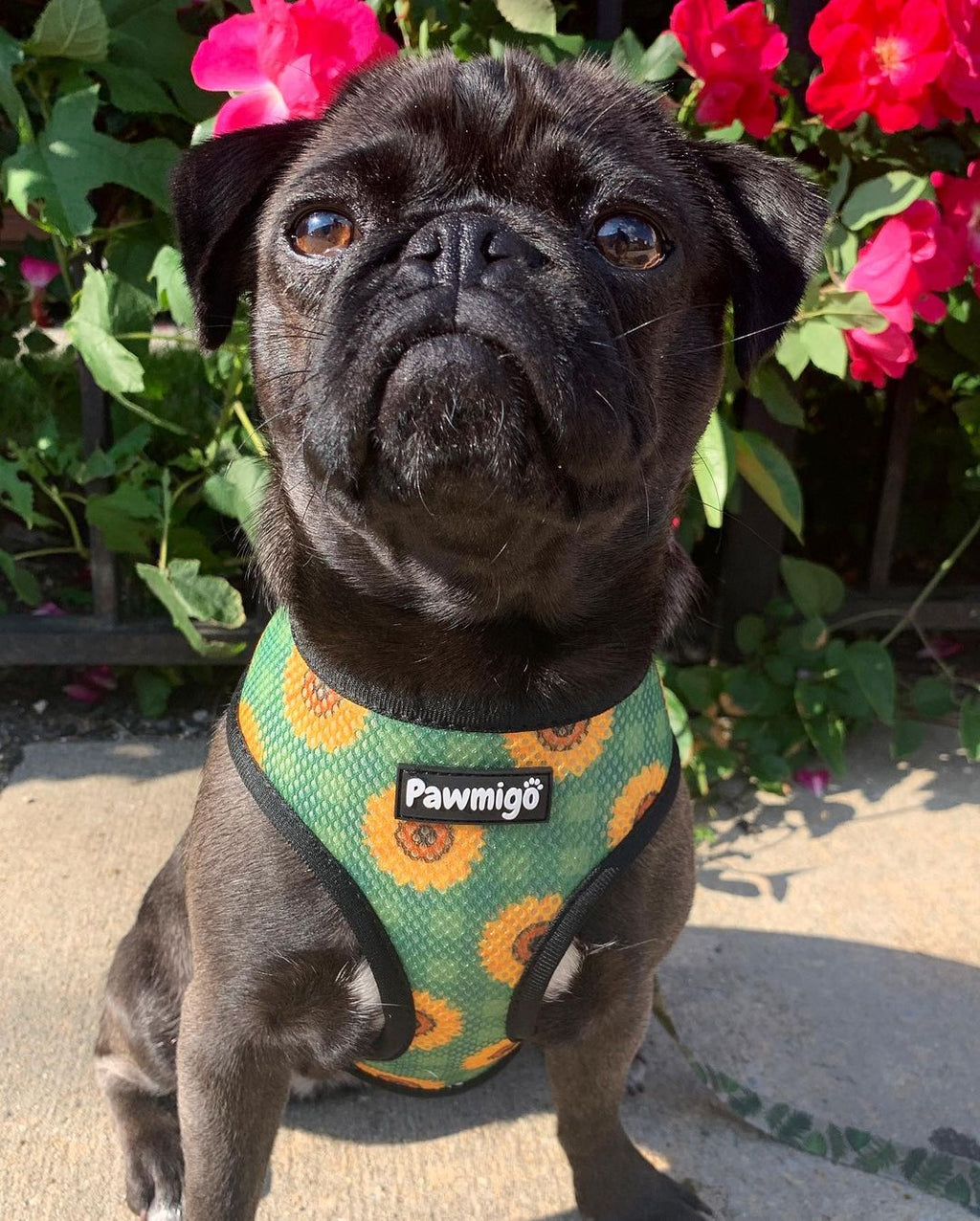 Pupkin Patch Reversible Harness - Pawmigo