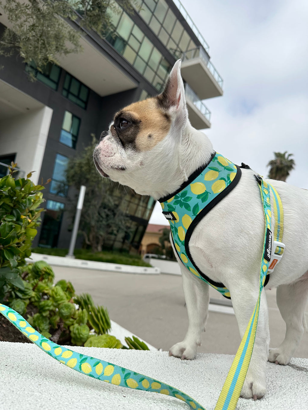 Worth The Squeeze Reversible Harness