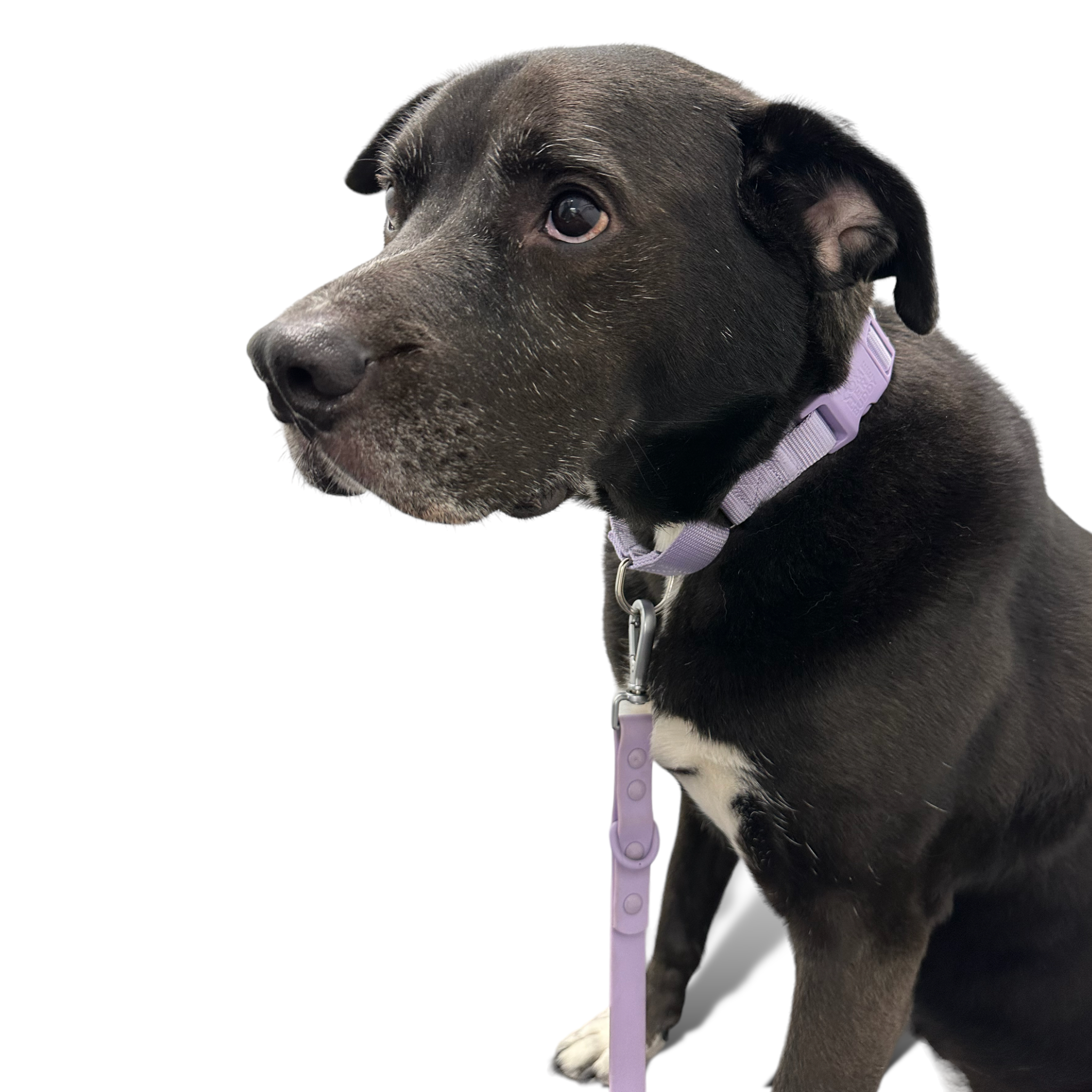 Martingale Dog Collar