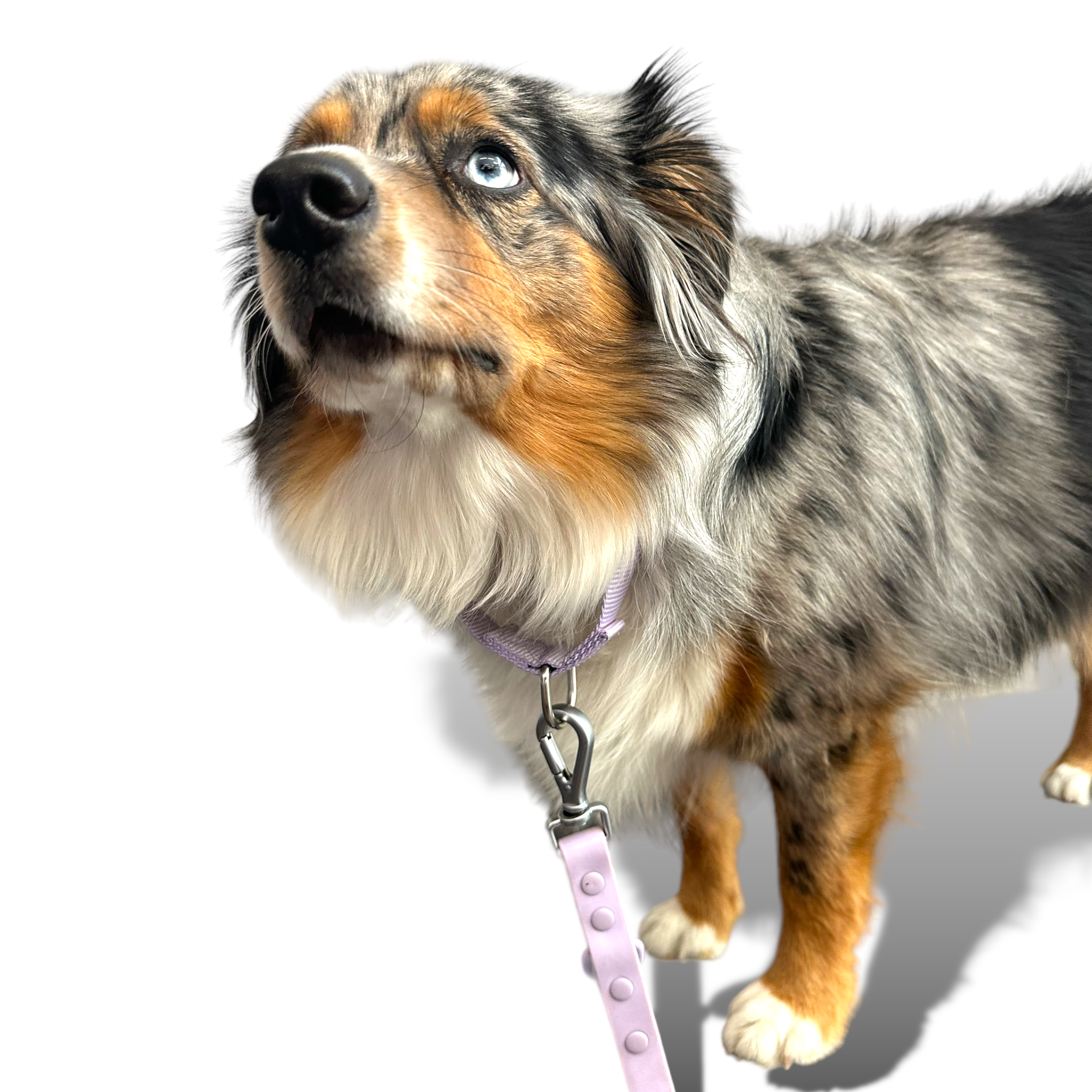 Martingale Dog Collar