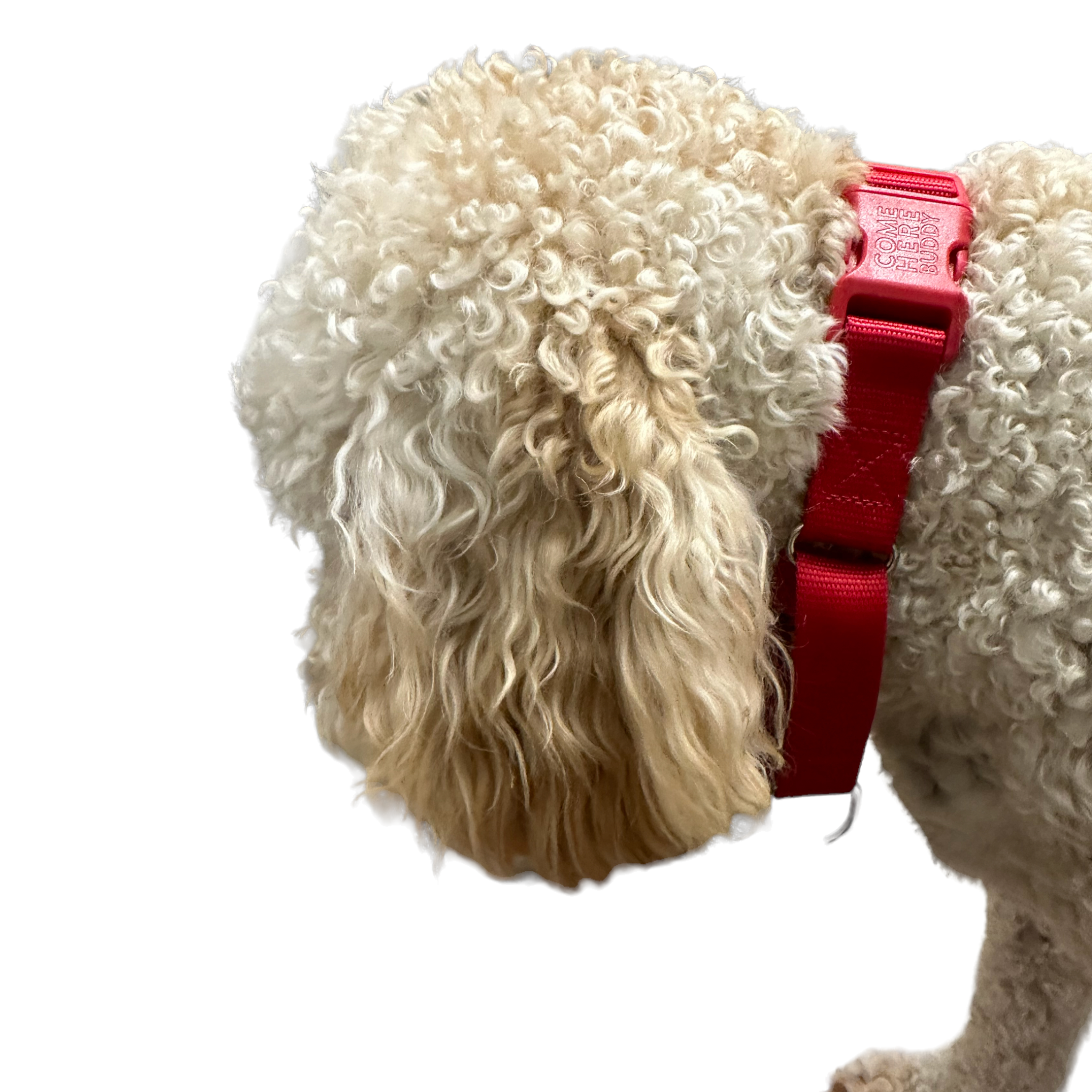 Martingale Dog Collar