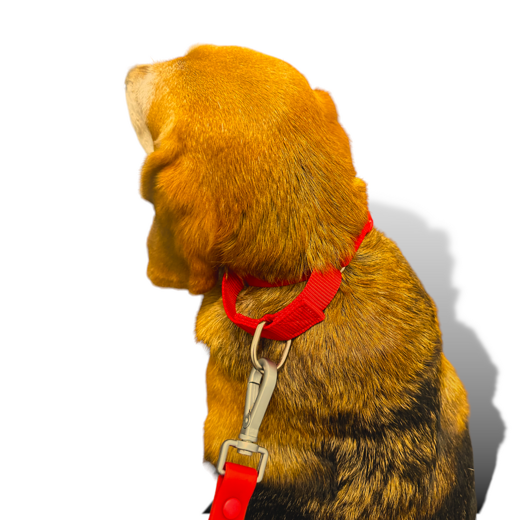 Martingale Dog Collar