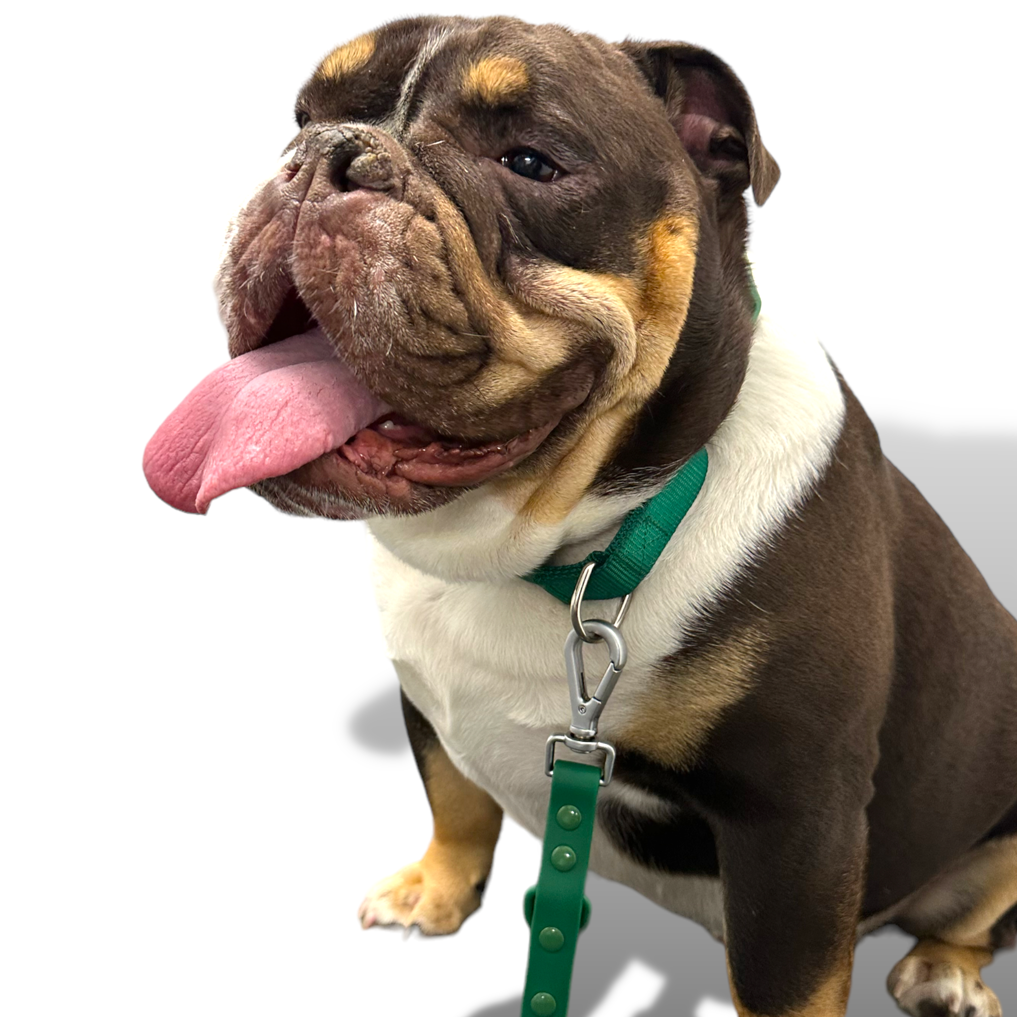 Martingale Dog Collar