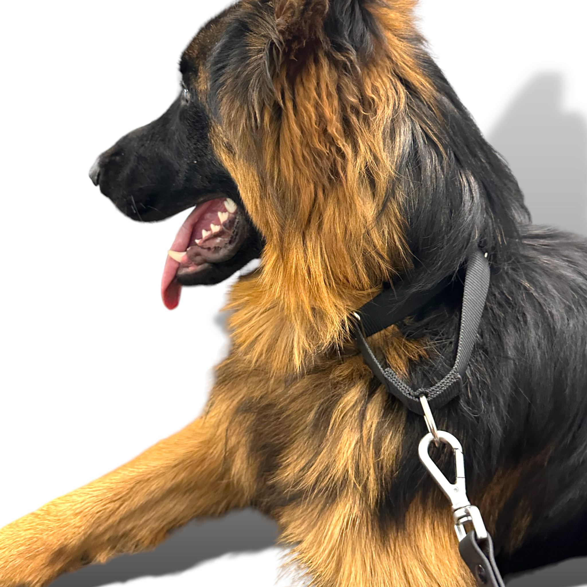 Martingale Dog Collar