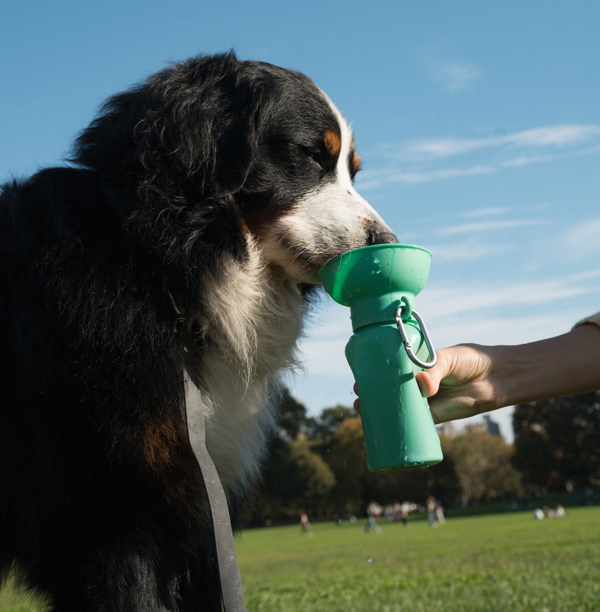 20oz Flip Dog Travel Water Bottle