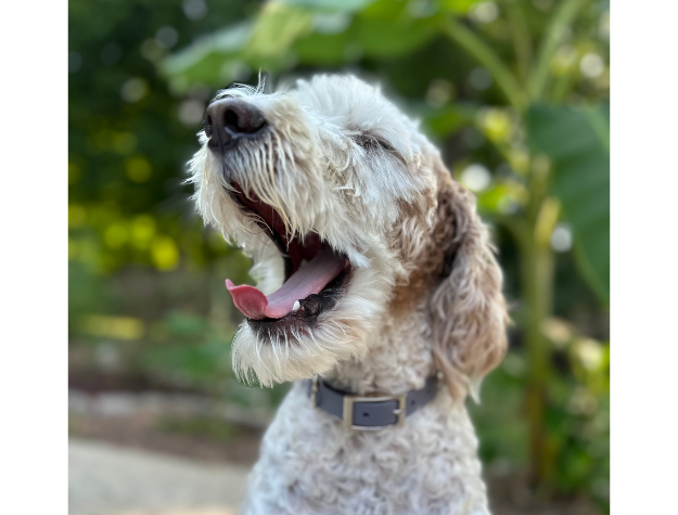 Fishtail Hand Braided Dog Collar in Graphite & Smoke
