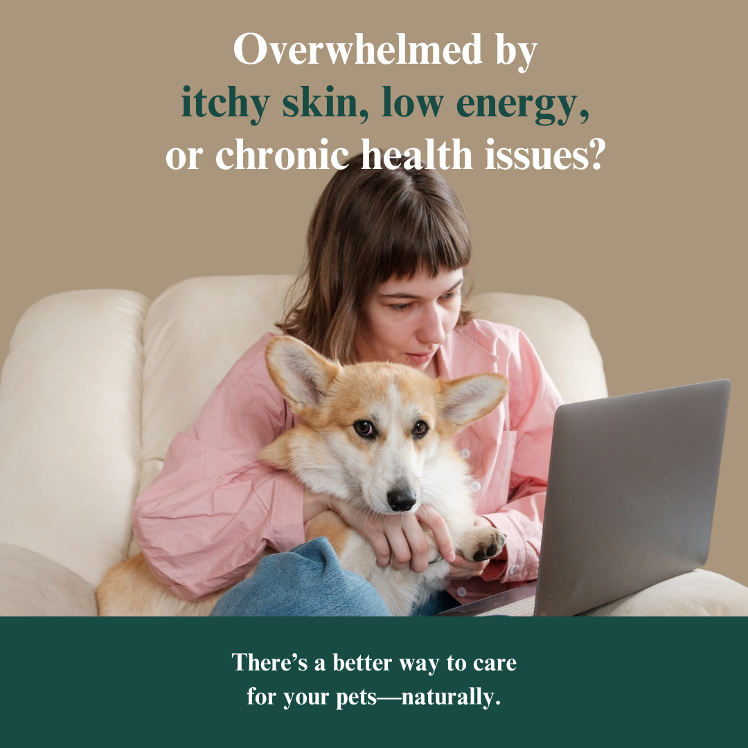 Whole Pet Wellness Academy: The Pet Parent Holistic Health Toolkit