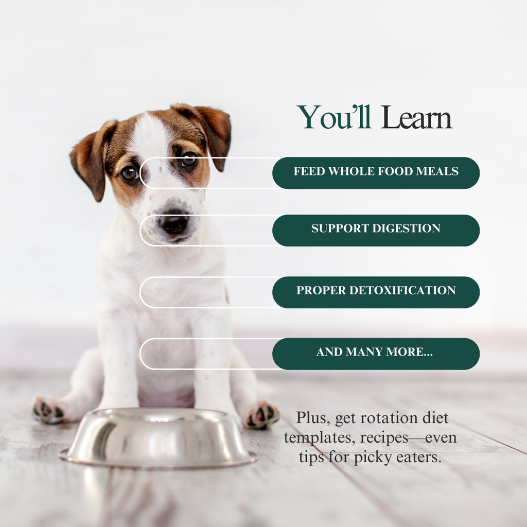 Whole Pet Wellness Academy: The Pet Parent Holistic Health Toolkit