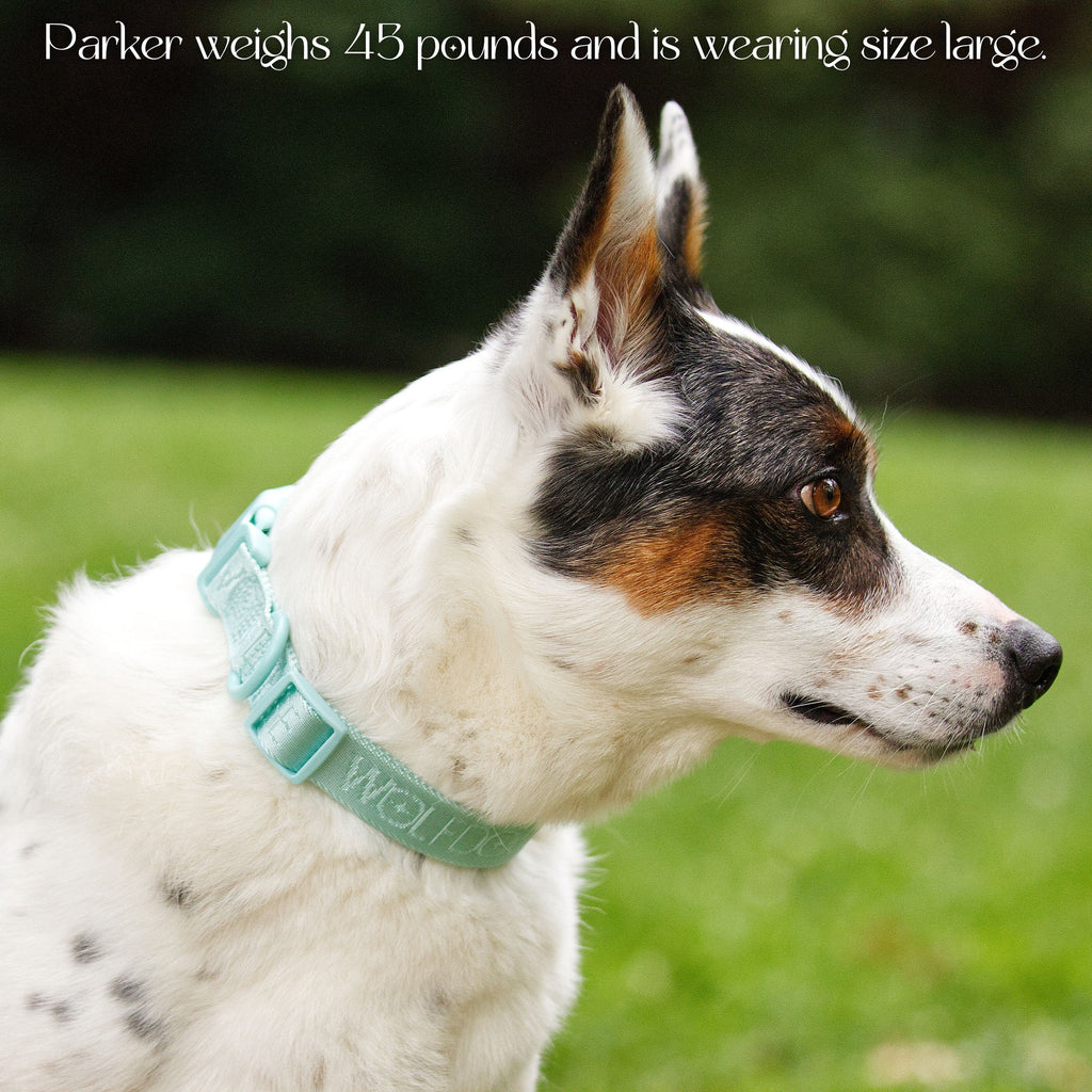 Wolfdoge Signature Collar