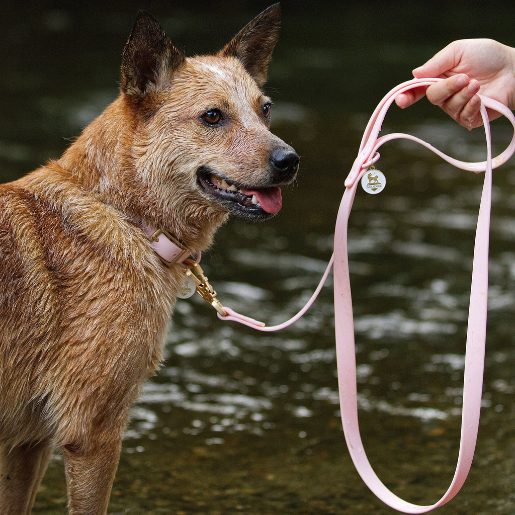 Waterproof Leash