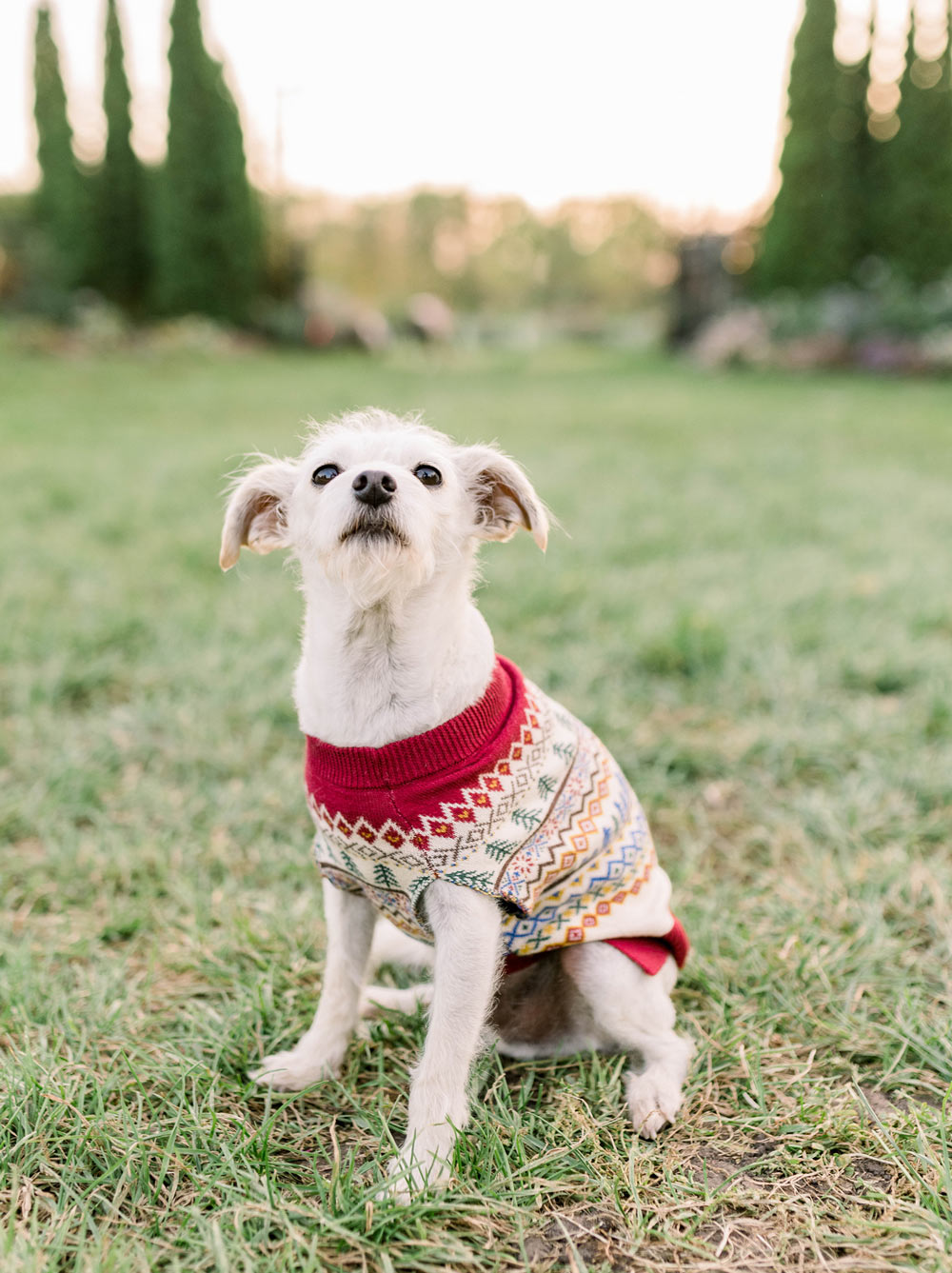 Geneva Sweater (Dog & Kids)