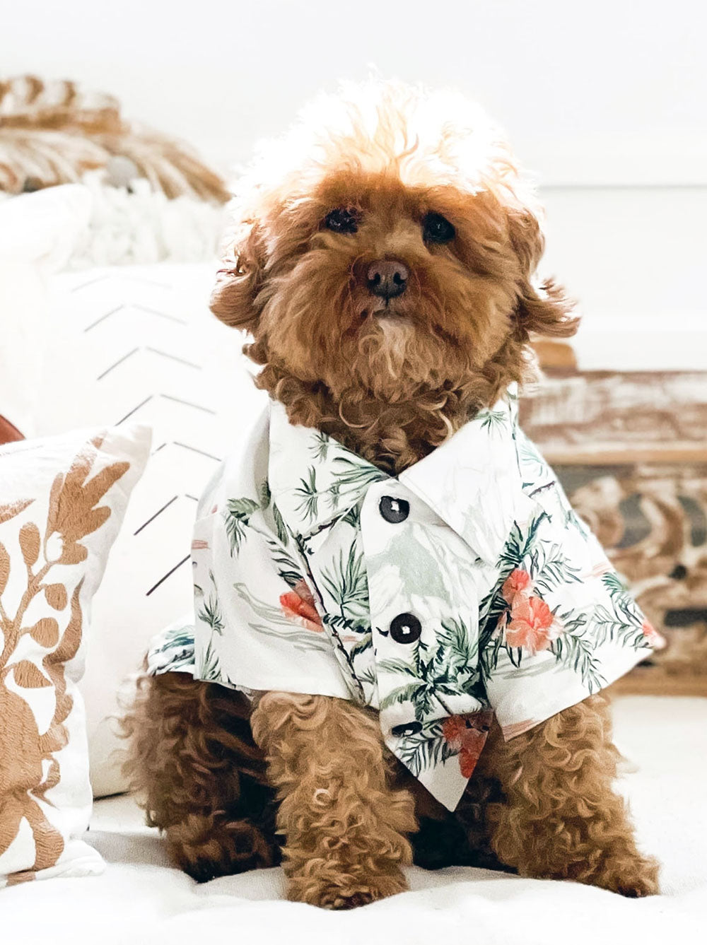 Sail Away BBQ Shirt (Dog & Kids)