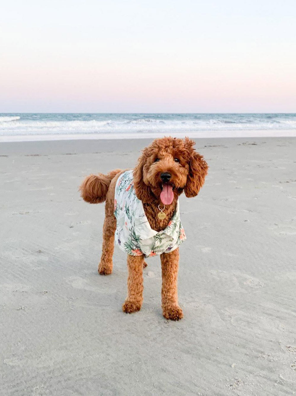 Sail Away BBQ Shirt (Dog & Kids)