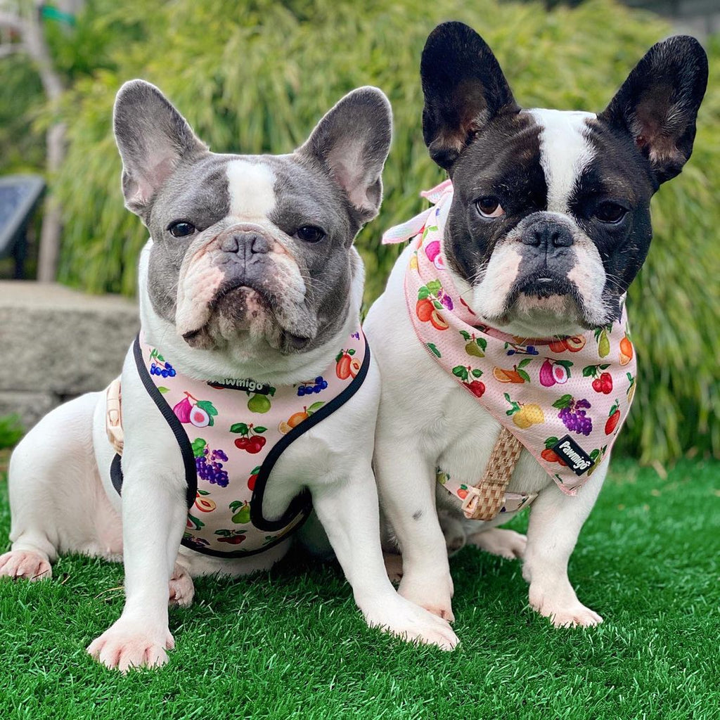 Frootie Patootie Free-Fit Harness