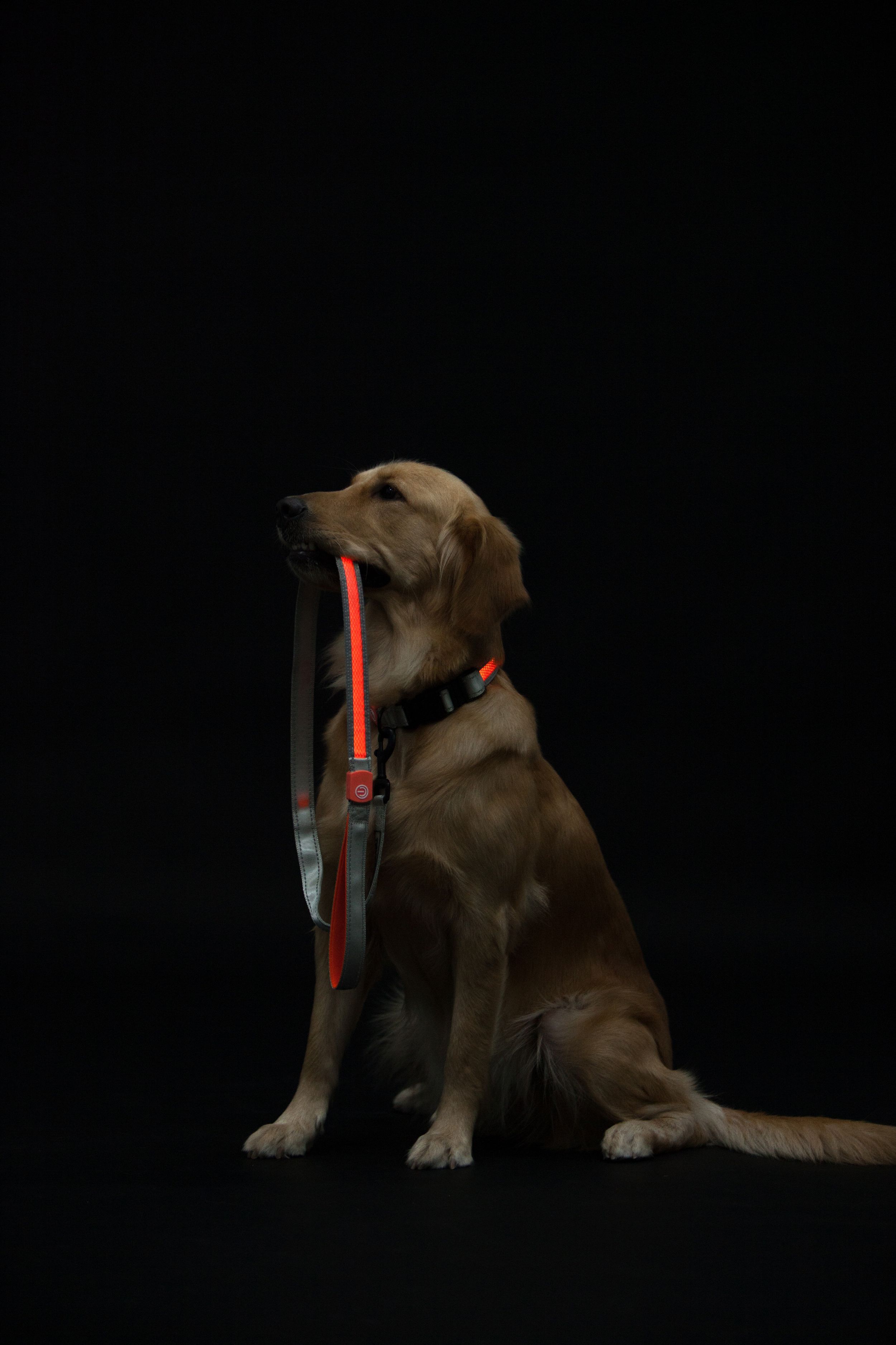 Touchdog ®'Lumiglow' 2-in-1 USB Charging LED Lighting Water-Resistant Dog Leash and Collar