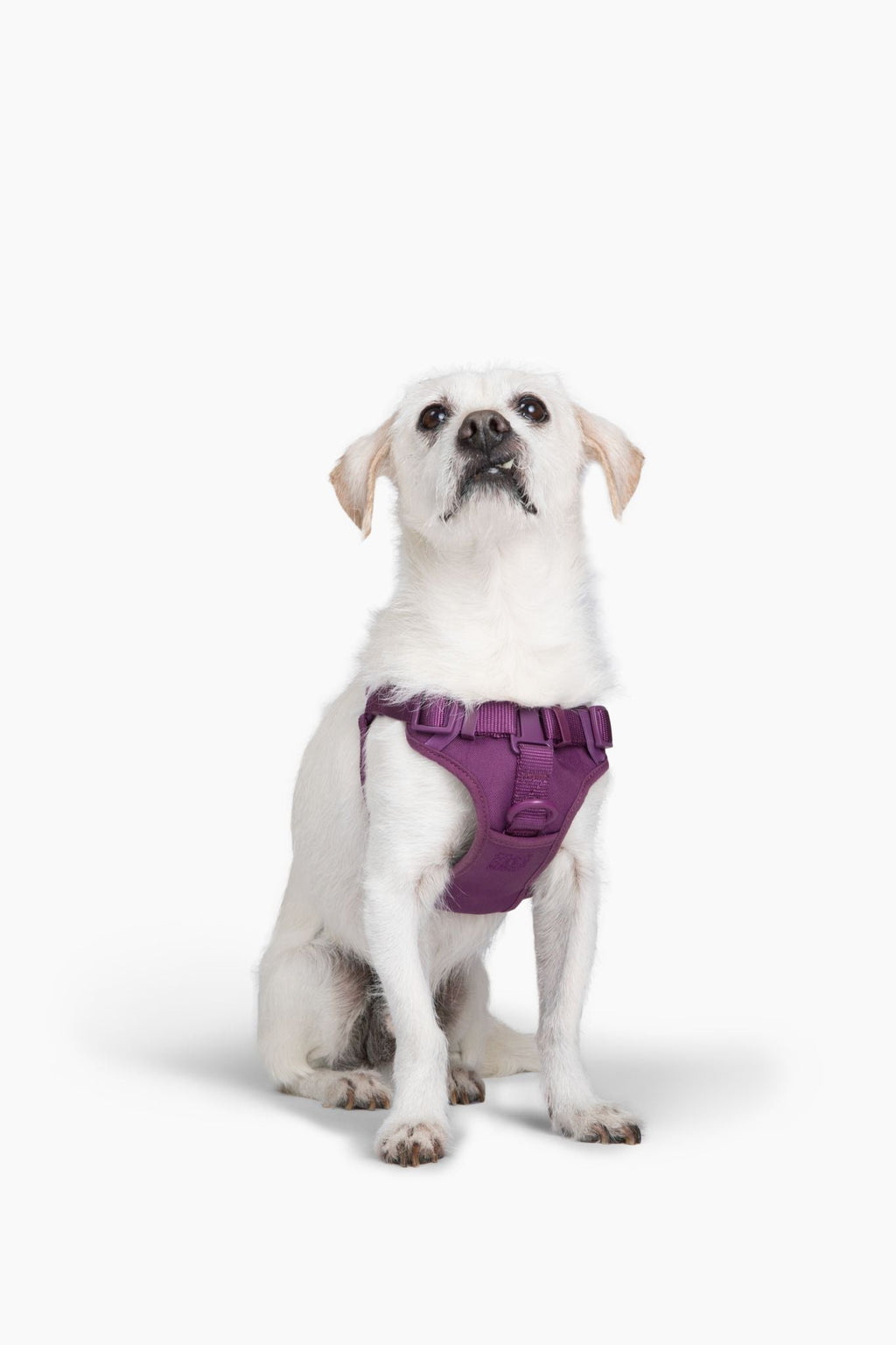 Step In Dog Harness